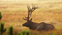 Bull Elk 